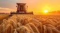 Combine harvester harvests wheat in summer, tractor cutting rape grain on farm at sunset. View of machine working in field, sky