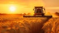 Combine harvester harvests wheat in summer, tractor cutting rape grain on farm at sunset. View of machine working in field, sky Royalty Free Stock Photo