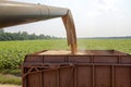 Combine harvester load wheat in the tractor trailer Royalty Free Stock Photo