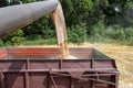 Combine harvester load wheat in the tractor trailer