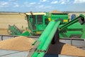 Combine harvester load wheat in the truck