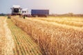 Combine harvester machine harvesting ripe wheat crops Royalty Free Stock Photo