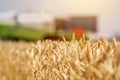 Combine harvester machine harvesting ripe wheat crops Royalty Free Stock Photo