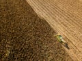 Combine harvester picking seed from fields, aerial view of a field with a combine harvester with cornhusker gathering the crop