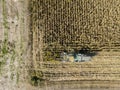 Combine harvester picking seed from fields, aerial view of a field with a combine harvester with cornhusker gathering the crop