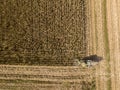 Combine harvester picking seed from fields, aerial view of a field with a combine harvester with cornhusker gathering the crop