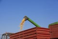 Combine harvester pours corn maize seeds