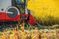 Combine harvester in rice field during harvest time. Royalty Free Stock Photo