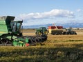 Combine harvester and tractors harvesting a mature rice field