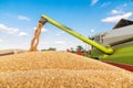 Combine harvester unloading wheat grains into tractor trailer. Royalty Free Stock Photo