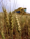 Combine harvester on a wheat field,