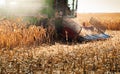 Combine harvester working in a corn field