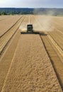 Combine harvesting wheat