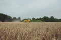 Combine harvesting wheat. Sumemr time. Agriculture background with copy space