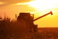 Combine Operator Harvesting Corn on the Field in Summer Evening