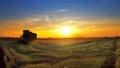 Combine tractor in field harvesting at sunset Royalty Free Stock Photo