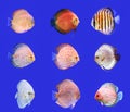 Combined Discus Fish Royalty Free Stock Photo