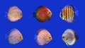 Combined Discus Fish, six kinds of discus fish Royalty Free Stock Photo