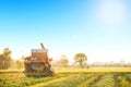 Combiner harvesting working in the golden color rice field with blue sky and sun Royalty Free Stock Photo