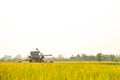 Combiner harvesting working in the golden color rice field Royalty Free Stock Photo