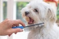 Combing beards of the white dog Royalty Free Stock Photo