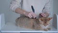 Combing a cat with a furminator