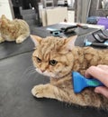 combing a cat with a furminator in the salon