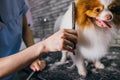 Combing and cutting hair of dog at grooming salon Royalty Free Stock Photo