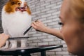 Combing and cutting hair of dog at grooming salon Royalty Free Stock Photo