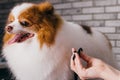 Combing and cutting hair of dog at grooming salon Royalty Free Stock Photo