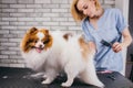 Combing and cutting hair of dog at grooming salon Royalty Free Stock Photo