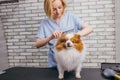 Combing and cutting hair of dog at grooming salon Royalty Free Stock Photo