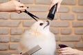 combing and cutting overgrown hair of little dog spitz at grooming salon by professional Royalty Free Stock Photo