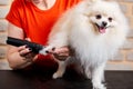 combing and cutting overgrown hair of little dog spitz at grooming salon by professional Royalty Free Stock Photo