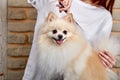 combing and cutting overgrown hair of little dog spitz, at hair cutting procedure Royalty Free Stock Photo