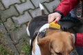 Combing dog hair Royalty Free Stock Photo
