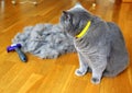 Combing fluffy cats. Caring for for pet hair at the beginning of a hot summer.