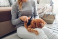 Combing ginger cat with comb brush at home. Woman owner taking care of pet to remove hair