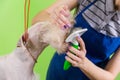 Combing hair brush on the dog`s face.