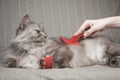 Combing lovely cute grey long haired cat. Fluffy cat loves being brushed