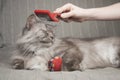 Combing lovely cute grey long haired cat. Fluffy cat loves being brushed