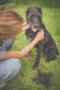 Combing out the fur of a dog Royalty Free Stock Photo