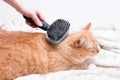 combing a red cat Royalty Free Stock Photo