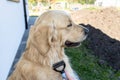 Combing the undercoat with a special comb of a young male Golden Retriever sitting on a terrace.