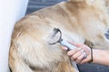 Combing the undercoat with a special comb of a young male Golden Retriever sitting on a terrace.