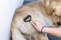 Combing the undercoat with a special comb of a young male Golden Retriever sitting on a terrace.