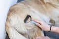 Combing the undercoat with a special comb of a young male Golden Retriever sitting on a terrace.