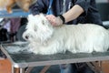 Combing the undercoat of a West Highland White Terrier dog that is lying on the table