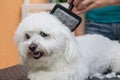Combing a white Bolognese dog closeup