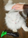 Combing white fluffy angora cat Furminator